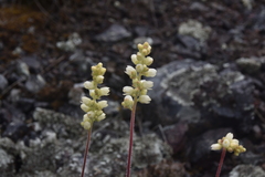 Heuchera cylindrica