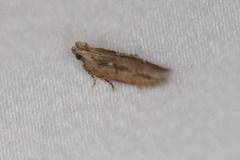Hypatima