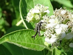 Carmenta albociliata