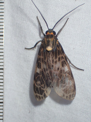 Elysius