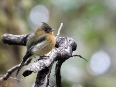 Mitrephanes phaeocercus