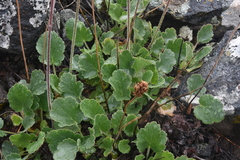 Heuchera cylindrica