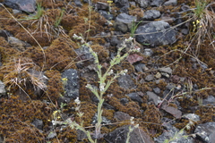 Lappula occidentalis occidentalis