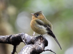 Mitrephanes phaeocercus