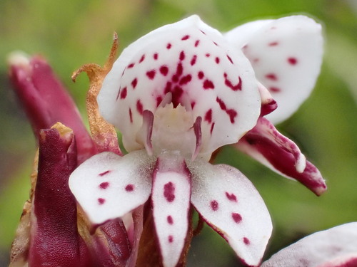 Image of Peat Disa by (c) Ren Hoekstra, some rights reserved (CC BY)