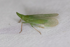 Rhynchomitra microrhina