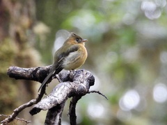 Mitrephanes phaeocercus