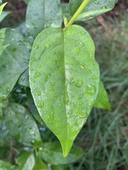 Geniostoma ligustrifolium
