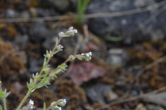 Lappula occidentalis occidentalis