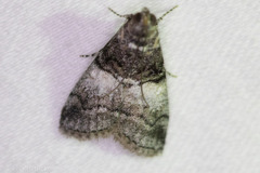 Pococera maritimalis