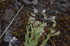 Lappula occidentalis occidentalis