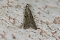 Phycitodes reliquellum