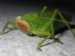 Copiphora brevirostris
