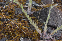 Lappula occidentalis occidentalis