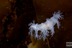 Dendronotus lacteus