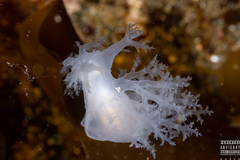 Dendronotus lacteus