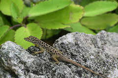 Anolis sabanus