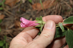 Hibiscus phyllochlaenus