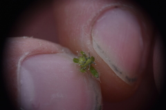 Lappula occidentalis occidentalis