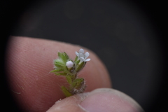 Lappula occidentalis occidentalis