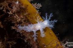 Dendronotus lacteus