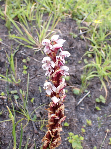 Image of Peat Disa by (c) Ren Hoekstra, some rights reserved (CC BY)