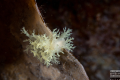 Dendronotus europaeus