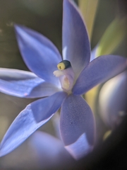 Thelymitra macrophylla