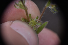 Lappula occidentalis occidentalis