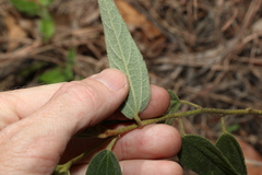 Hibiscus phyllochlaenus