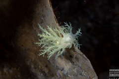 Dendronotus europaeus