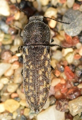 Acmaeoderella adspersula