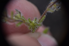 Lappula occidentalis occidentalis