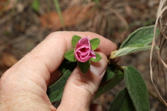 Hibiscus phyllochlaenus