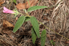 Hibiscus phyllochlaenus