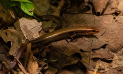 Plestiodon sumichrasti