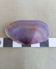 Hiatula alba
