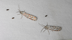 Utetheisa pulchelloides