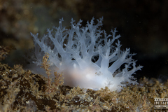 Dendronotus lacteus