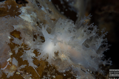 Dendronotus lacteus