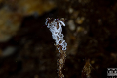 Dendronotus lacteus