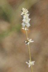 Froelichia floridana