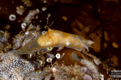 Polycera quadrilineata