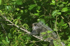 Iguana iguana melanoderma