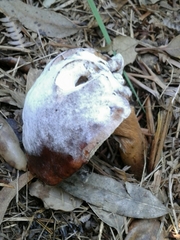 Hypomyces chrysospermus