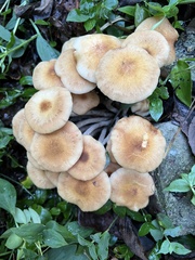 Desarmillaria