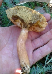 Hypomyces chrysospermus