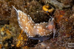 Facelina bostoniensis