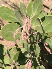 Arctostaphylos