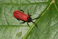 Platycis minutus